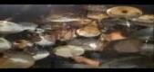 George Kollias-Intense Metal Drumming DVD